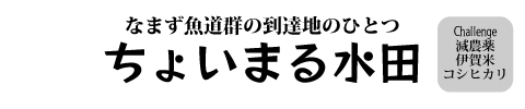 ちょいまるナマズ水田