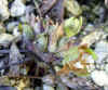 yukiwaripink20040208.jpg (29356 oCg)
