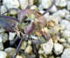 yukiwaripurple20040208.jpg (23555 oCg)