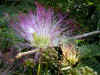 nemunoki0401web.jpg (32362 oCg)
