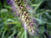 akinoenokorogusa0401web.jpg (57834 oCg)