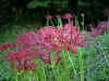 higanbana0401web.jpg (50257 oCg)