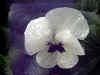 panji0501web.jpg (26287 oCg)
