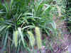 akinoenokorogusa0502web.jpg (51358 バイト)