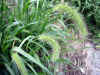 akinoenokorogusa0503web.jpg (42226 バイト)