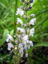 akinotamuraso0513web.jpg (22212 バイト)