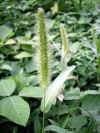 enokorogusa0501web.jpg (25232 バイト)