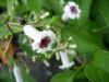 hekusokazura0510web.jpg (15300 バイト)