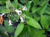 hekusokazura0511web.jpg (27899 バイト)