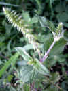 hinatainokoduchi0501web.jpg (22384 バイト)