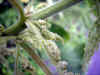 karamushi0501web.jpg (20416 バイト)