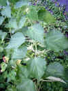 karamushi0502web.jpg (37865 バイト)