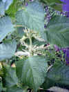 karamushi0503web.jpg (34354 バイト)