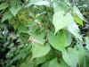 marubarukousaou0501web.jpg (29067 バイト)