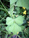 noazuki0501web.jpg (21734 バイト)