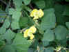 noazuki0503web.jpg (19819 バイト)
