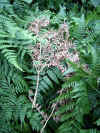 warabi0510web.jpg (43662 バイト)