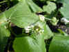 arechiurimebana0501web.jpg (33365 バイト)