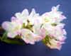 mizosoba0502web.jpg (20022 バイト)