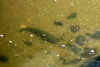 nigoi0501web.jpg (39107 バイト)