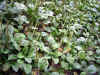 oobako0521web.jpg (89450 バイト)