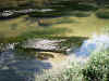 ookanadamo0510web.jpg (75980 バイト)