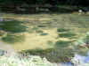 ookanadamo0511web.jpg (56500 バイト)