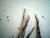 turuyoshiho0501web.jpg (42462 バイト)