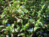 tuyukusa0520web.jpg (91548 バイト)