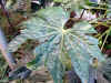 yatude0502web.jpg (44522 oCg)