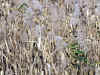 yoshi0502web.jpg (63586 oCg)