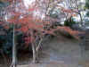 irohamomiji0501web.jpg (61562 oCg)