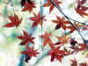 irohamomiji0502web.jpg (33673 oCg)