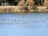 kamo0510web.jpg (50593 oCg)