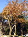 kusunoki0510web.jpg (77774 oCg)