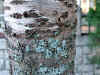 sakura0530web.jpg (51589 oCg)
