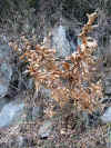 20060122-kidugawaweb.jpg (79081 バイト)