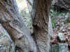 20060122-shourenjigawaweb.jpg (68057 バイト)
