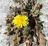 seiyotanpopo060202web.jpg (60277 oCg)