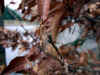 20060219kidu0004web.jpg (22825 バイト)