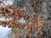 20060219kidu0005web.jpg (71261 バイト)