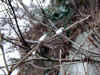 20060219kidu0006web.jpg (33642 バイト)