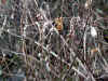 20060219kidu0007web.jpg (40196 バイト)