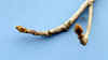 20060219kidu0008web.jpg (12750 バイト)