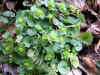 20060219kidu0011web.jpg (47018 バイト)