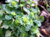 20060219kidu0012web.jpg (29046 バイト)