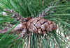20060219kidu0014web.jpg (49452 バイト)