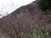 20060219nabari0006web.jpg (55535 バイト)