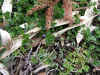 20060219nabari0007web.jpg (61716 バイト)