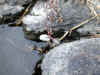 20060219nabari0013web.jpg (25400 バイト)